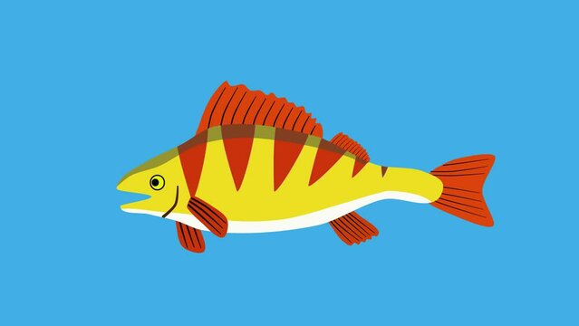 perch swimming loop animation 