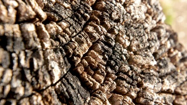 Zoom in macro video of a cut and burned tree trunk, growth rings are visible