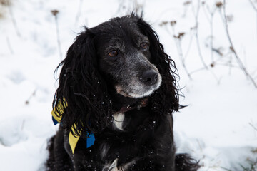 cute black cocker spaniel sitting in the snow 