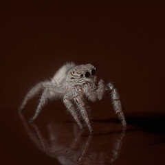 White jumping spider on brown glass on dark background. Cute fluffy spider with big eyes. High quality macro photo of Salticidae