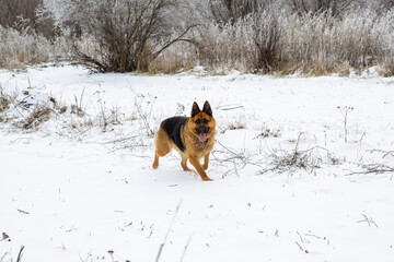 a German shepherd dog runs across a snowy field 