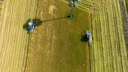 Top view harvester car machine to harvest rice field tree working