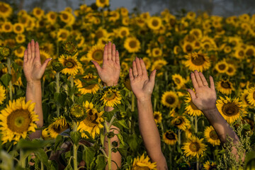 a field of sunflowers at early sunrise and hands raised in the air