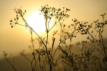 sunrise behind the blades of grass, where the sun is still a bit shrouded in fog