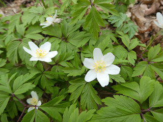 White flowers of a forest plant Anemone oak.