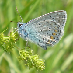 Summer meadow butterfly sits on a stalk of grass.