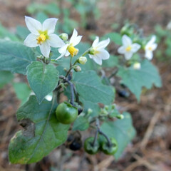 White flowers of wild black nightshade.