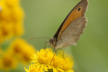A butterfly with folded wings sits on a yellow meadow flower.