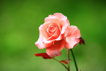 fresh colorful Rose blooming in the garden with green background 