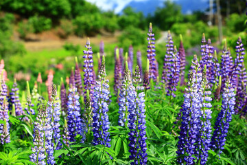 Fototapeta premium blooming colorful Lupinus(Dull Ice) flowers,close-up of blue and purple Lupinus flowers blooming in the garden in spring