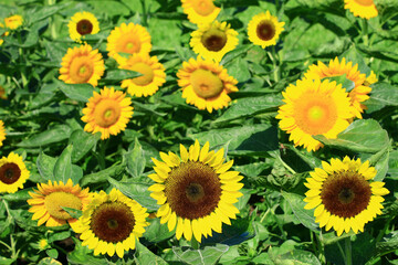 Fototapeta na wymiar beautiful blooming colorful Sunflowers,close-up of yellow Sunflowers blooming in the garden at a sunny day