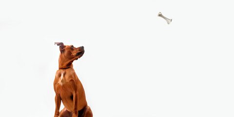 Portrait of a dog looking longingly at a delicious bone. Isolated white. Generative AI