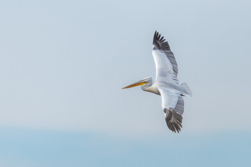 Fototapeta na wymiar Dalmatian pelican flying in the sky