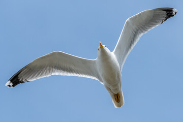 Yellow-legged gull flying in the sky