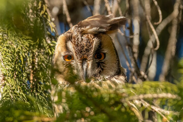 Wind blows the ears of long-eared owl