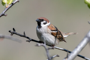 Eurasian tree sparrow perched on a branch