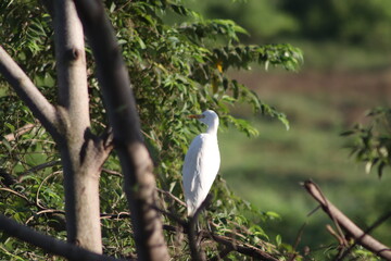 A white egret sitting on a tree branch and looking to left