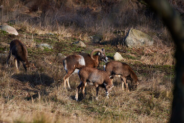 European mouflon ,,Ovis aries musimon,, in its natural environment, Carpathian forest, Slovakia