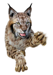3D Rendering Lynx on White