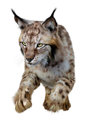 3D Rendering Lynx on White