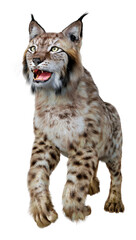 3D Rendering Lynx on White