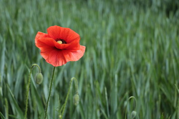 Naklejka premium Mohnblume im Feld