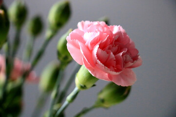 rosa Nelken vor grauem Hintergrund
