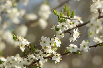 Blüten am Baum
