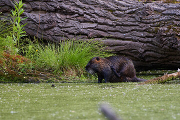 River nutria ,,Myocastor coypus,, in its natural environment, Danubian wetland, Slovakia