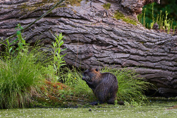 River nutria ,,Myocastor coypus,, in its natural environment, Danubian wetland, Slovakia