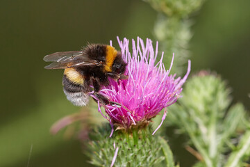 Bumblebee on beautiful blooming thistle, Danubian wetland meadow, Slovakia