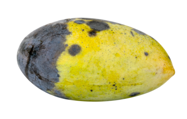 Rotten mango fruit isolated