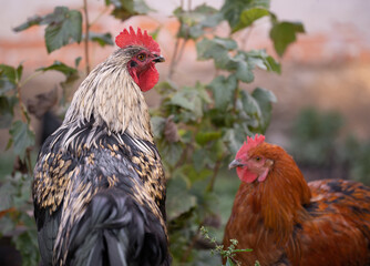 beautiful chickens and roosters outdoors in the yard.