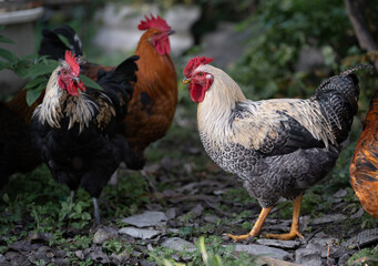 beautiful chickens and roosters outdoors in the yard.