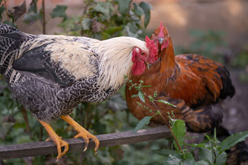 beautiful chickens and roosters outdoors in the yard.