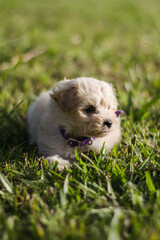 Puppy on grass portrait closeup