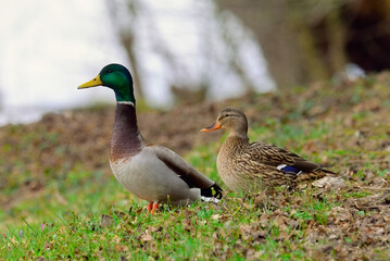 Naklejka na ściany i meble A pair of mallard ducks resting in the grass, closeup. 