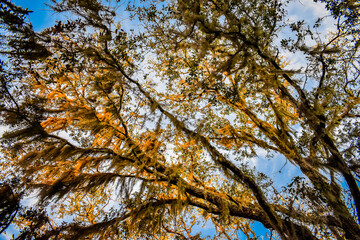 Moss Covered Trees