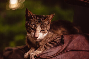 Cat sitting on red fabric on green background
