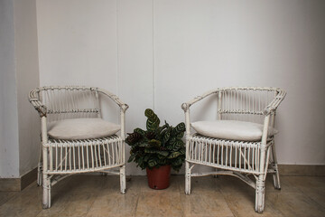 Two white wooden chairs with white pillows besides a green plant