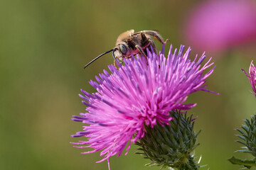 Wild bee in its natural environment, Danubian wetland meadow, Slovakia