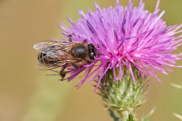 Wild bee in its natural environment, Danubian wetland meadow, Slovakia
