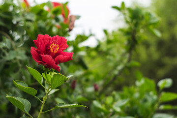 Red flower on green plant closeup