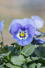 Closeup of a light blue pansy blossom.