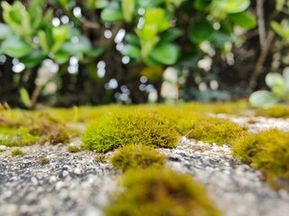 moss on the stone