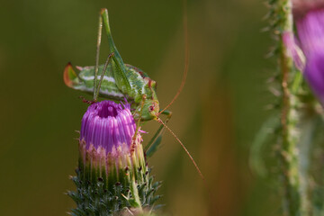 Grasshopper in its natural environment, Danubian wetland meadow, Slovakia