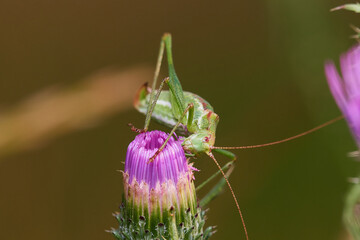 Grasshopper in its natural environment, Danubian wetland meadow, Slovakia