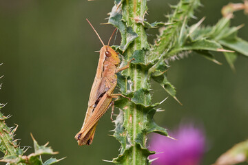 Grasshopper in its natural environment, Danubian wetland meadow, Slovakia