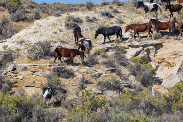 Herd of Wild Horses in the Wyoming Desert in Autumn