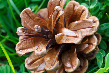 cone close-up, cone from the Christmas tree, cone on the grass